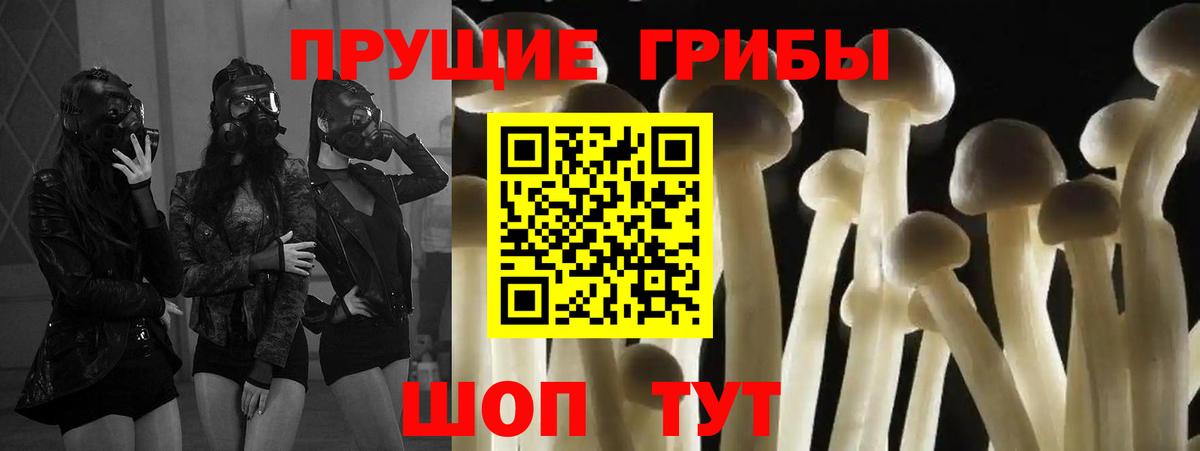 Псилоцибиновые грибы Psilocybe Юрга